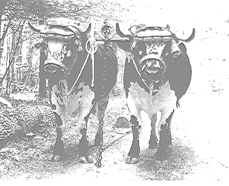 boeufnoiretblanc.tif (91094 octets)
